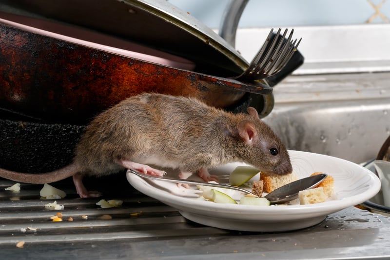 There were 81 pest control call-outs relating to rodents recorded by the council in 2022. This postcode includes areas including Aston and Witton.