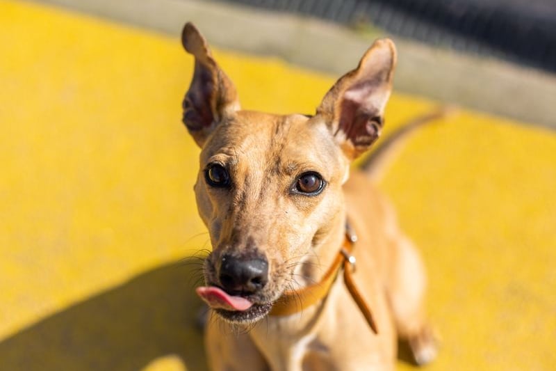 Luna is a six-year-old Lurcher. Credit: Dogs Trust