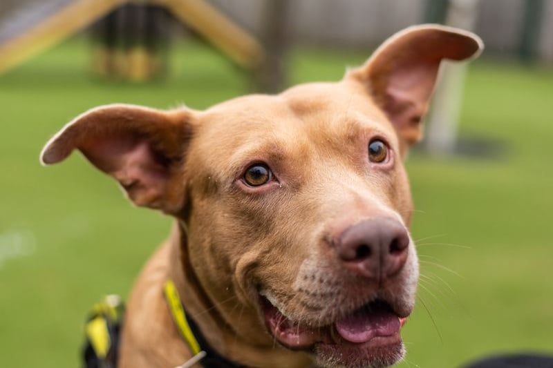 Sweet Pea, also known as Peanut, is a three-year-old terrier cross. Credit: Dogs Trust