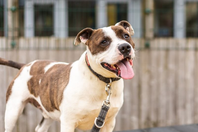 Odin is a five-year-old Staffordshire Bull Terrier. Credit: Dogs Trust