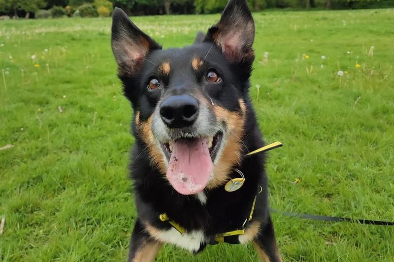 Cooper is a ten-year-old Collie. Credit: Dogs Trust