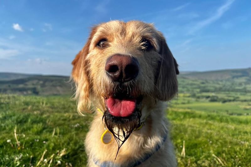 Gold is a three-year-old Golden Retriever. Credit: Dogs Trust