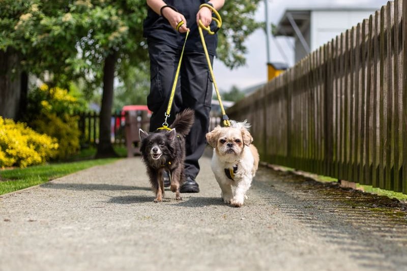 Best friends Blue (left), a nine-year-old Chihuahua, and Fudge, a 13-year-old ShihTzu, are looking for their forever homes together. Credit: Dogs Trust