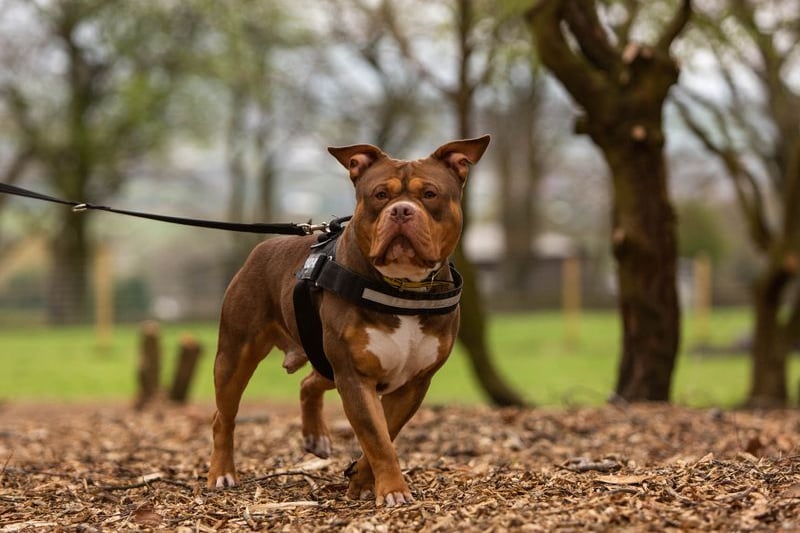 Lenny is a two-year-old Bully cross. Credit: Dogs Trust