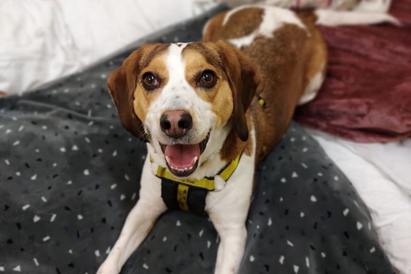 Pepper is a five-year-old Beagle. Credit: Dogs Trust