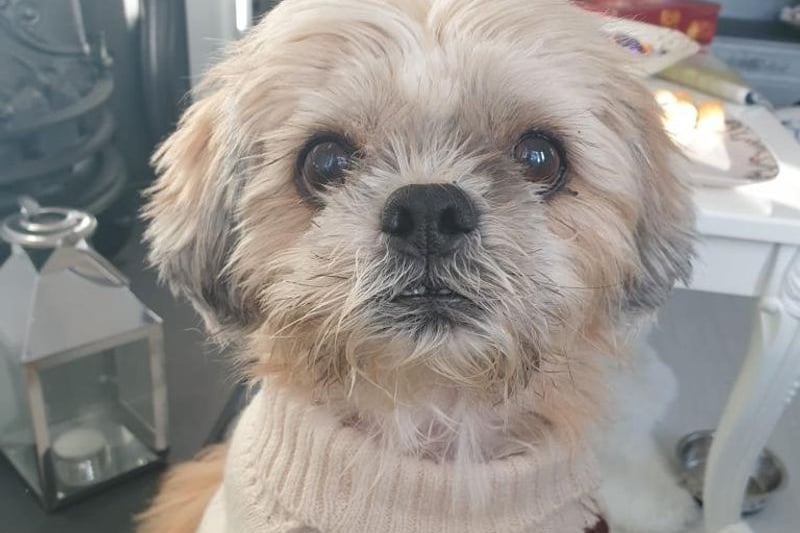 Poppy is a 12-year-old Shih Tzu.  Credit: Dogs Trust