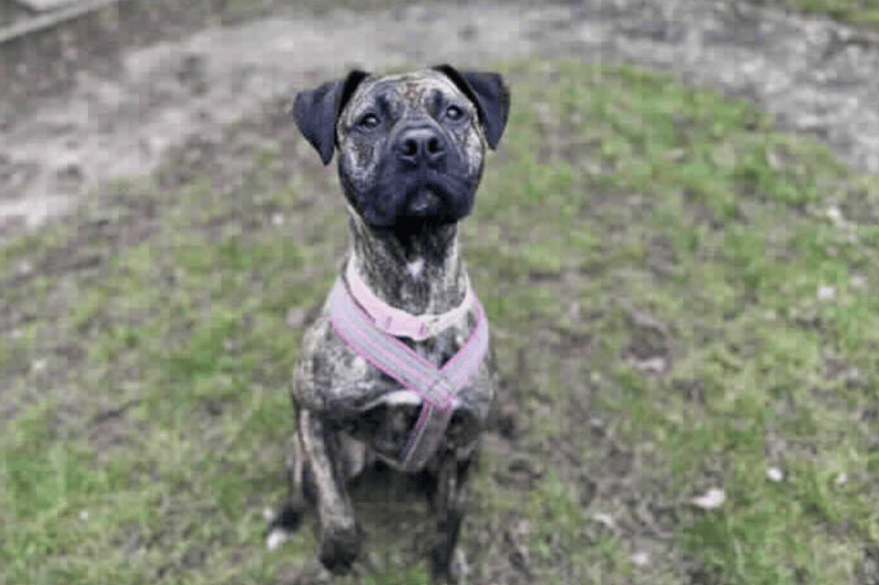She likes to greet her human pals with a toy in her mouth and the waggiest tail you have ever seen - a sight to warm any heart! The charity is looking for a stable, adult only home for Luna with some experience of larger bull-breeds (although Luna is actually very petite for a Presa Canario X) and experience with nervey dogs who are happy to come and visit Luna a few times to build a bond with her before transitioning her into her new life.(Photo - RSPCA Birmingham)