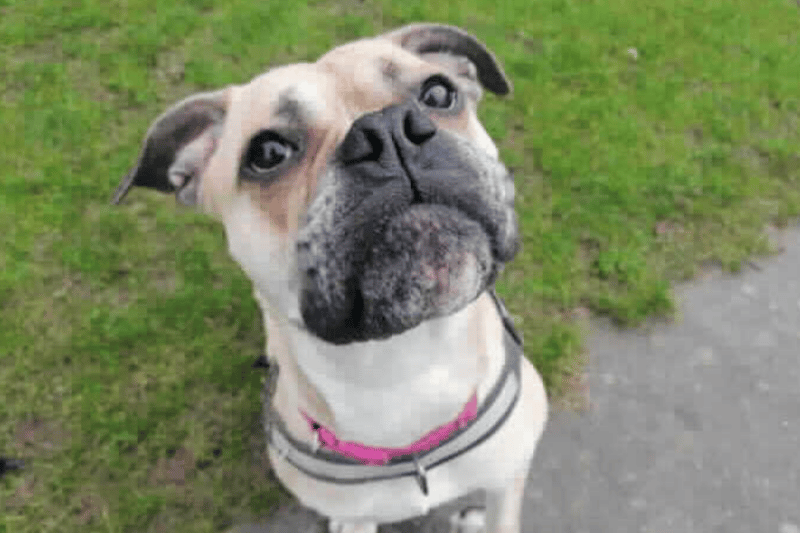 She is a Boxer crossbreed and a playful and inquisitve girl who loves fuss and attention from her friends. New owners will be expected to visit Poppy several times at the centre to ensure she has begun to bond, this will make her transition into a new home so much easier for everyone. (Photo - RSPCA Birmingham)
