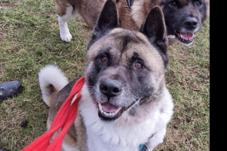 Tyson can be aloof at times and likes his own space but loves treats and going for walks. Breed experience would be ideal if not breed research is needed . Tyson would need to be the only animal in the home but could live with children age 10 and over who would understand when he needs his space. He is an American Akita. (Photo - RSPCA Birmingham)
