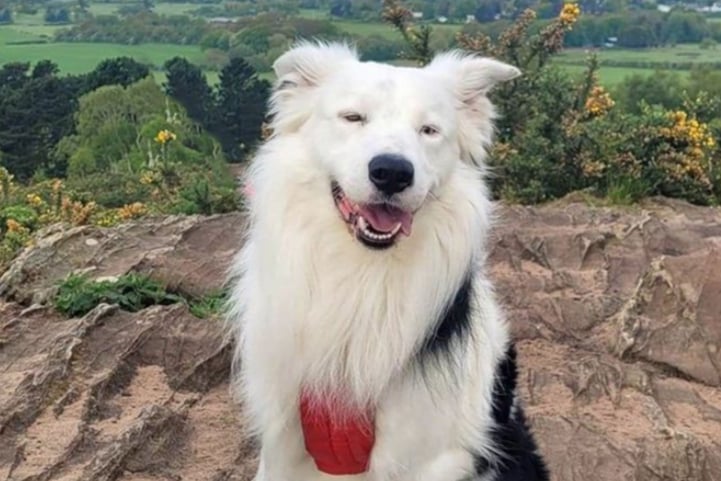 Duggy is an adorable Border Collie, looking for a home with no other pets or children. He’s a little nervous and would to meet his new family a few times at the rescue centre. 
