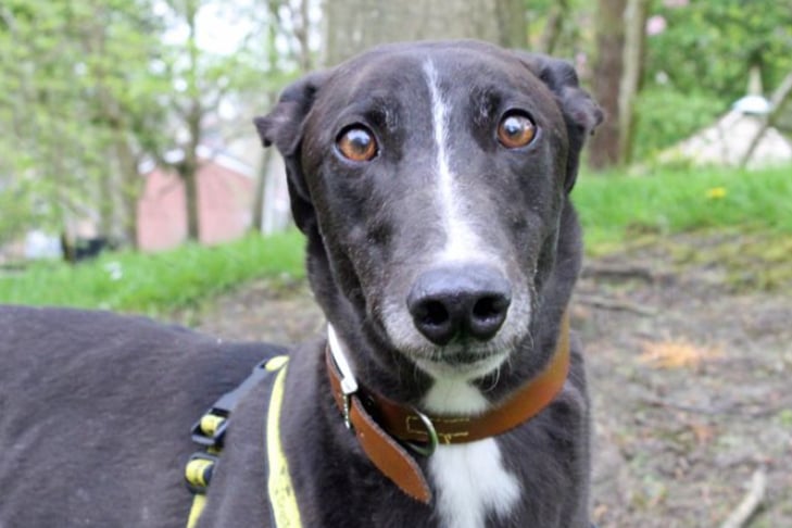 Jack is a smashing Greyhound, who has put his racing days behind him. Jack is epileptic and needs daily medication to help control this, he will need regular check ins at the vets to make sure all is well and his condition is being managed.