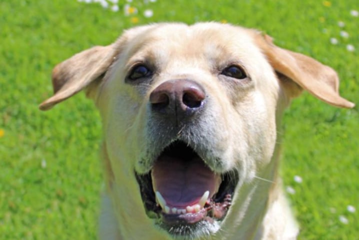 Cooper is a Labrador Retriever looking for a home where he is the only pet, but can live with children over the age of 10. He will need somebody at home for much of the day as he is not used to being left alone, so this will need to be done gradually.