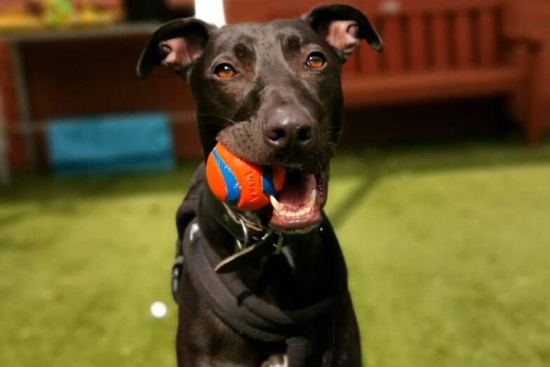 Hector is a sweet, sensitive soul who would love to find understanding adopters with plenty of time to spend with him. He can struggle with new experiences and it can take a while for him to relax. He’s not comfortable with other dogs, so prefers to be walked somewhere quiet. He is very playful, and his favourite toys are bouncy balls that he can chase and soft toys! Hector is a really lovely boy and just needs a supportive home where he feels secure and loved.