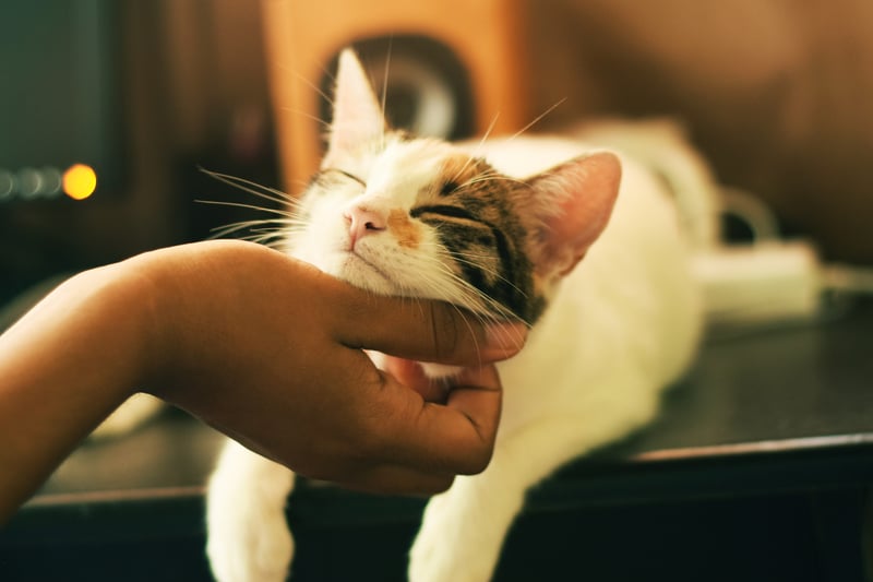 Before or after your journey, you can meet the lovely cats at the Kitty Café - which is a cat rescue centre and cat café offering a selection of drinks and hot and cold dishes, with vegetarian, vegan, and gluten-free options. (Photo - Unsplash/Yerlin Matu)