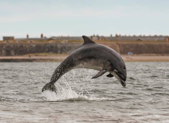 Chanonry Point is a peninsula of land that extends between the Fortrose and Rosemarkie villages on the north side of the Moray Firth, 14 miles East from Inverness. The Scotland Info Guide tells us that “Chanonry Point on the Black Isle is one of the best viewpoints in Scotland to watch Bottlenose Dolphins from the beach.”