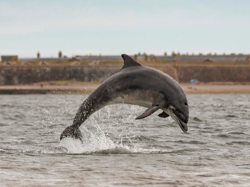 Chanonry Point is a peninsula of land that extends between the Fortrose and Rosemarkie villages on the north side of the Moray Firth, 14 miles East from Inverness. The Scotland Info Guide tells us that “Chanonry Point on the Black Isle is one of the best viewpoints in Scotland to watch Bottlenose Dolphins from the beach.”