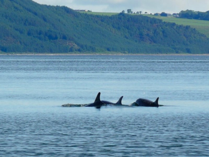 Fort George is an impressive 18th-century fortress located to the north-east of Inverness near Ardersier. While it is only 1000 metres away from Chanonry Point across the Moray Firth, this makes for a land journey of 25 miles. That said, Fort George is an excellent spot to see the Moray Dolphins although you will need to pay the fort’s entrance fee.