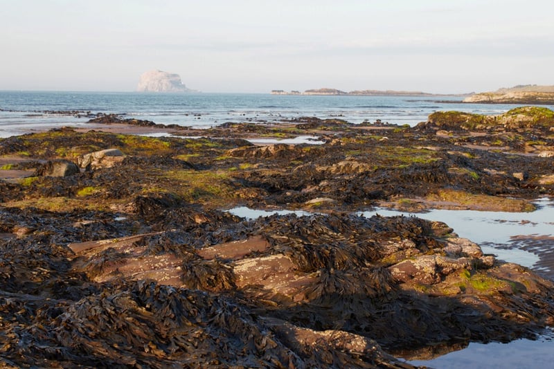 North Berwick is a delightful seaside town in East Lothian (Central Scotland) which can be reached at the end of the railway line from Edinburgh. The East Lothian Courier reports that Starfish, Crabs, Mussels, Barnacles and Dog Whelks in the rock pools here.