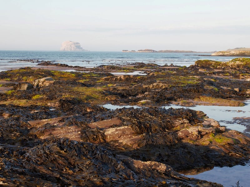 North Berwick is a delightful seaside town in East Lothian (Central Scotland) which can be reached at the end of the railway line from Edinburgh. The East Lothian Courier reports that Starfish, Crabs, Mussels, Barnacles and Dog Whelks in the rock pools here.