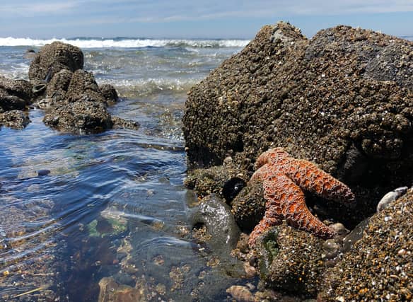 We already knew that Scotland has beautiful beaches, but did you know the country also has magnificent rock pools attached to them?