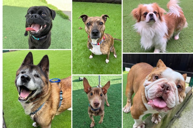 There are dozens of adorable dogs looking for new homes in Sheffield