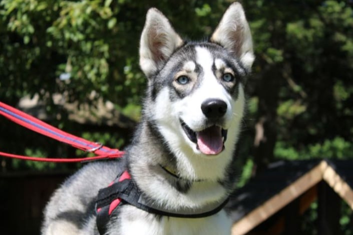 Kody is a seven month old Siberian Husky, looking for a new family. He is looking for a home with any children or visiting children to be over the age of 14 due to his nervous nature. He is housetrained and can be left for a few hours but can sometimes become destructive. 