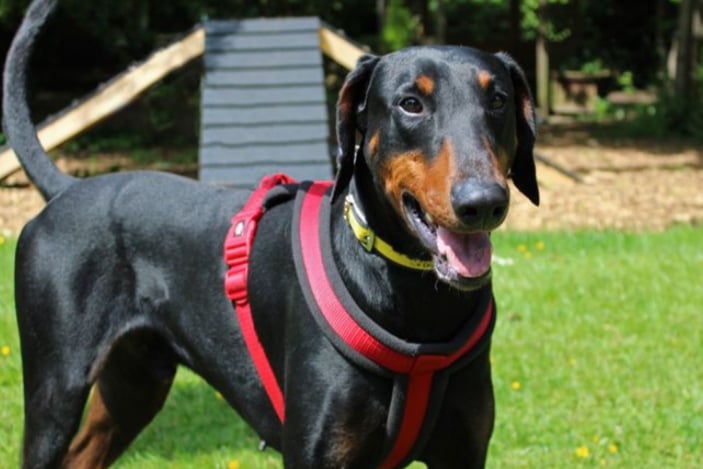 Tamar is a Dobermann looking for a home where any children are very confident and over the age of 10, as he is a big lad and can get rather lively. Pending a successful mix at the centre he could potentially live with another dog who would be tolerant of his pushy play style, but not cats. He is house trained but is not used to being left for more than two hours, so will need somebody home for much of the time to help him settle and build this time up slowly.