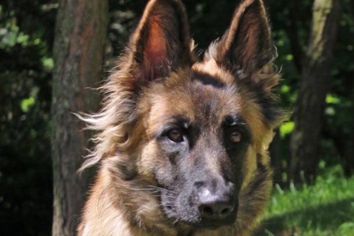 Bluebell is a German Shepherd who is quite nervous and shy. She will need somebody at home as much as possible as she is not used to being left, but can have her alone time built up slowly. 
