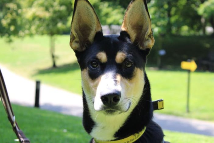 Ruby is a Siberian Husky cross, who is just seven months old. She can live with confident children over the age of 10. As a stray Dogs Trust aren’t too sure if she is housetrained and may need her leaving hours built up in the home once settled.