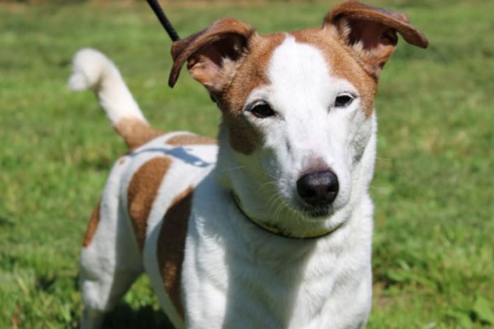 Oliver is a Jack Russell Terrier who can live with children over the age of 10 years old. He is housetrained and can be left up to three hours on his own.