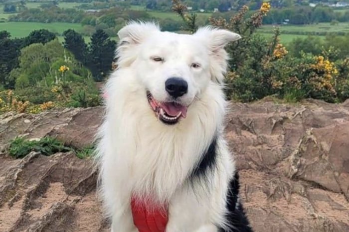 Duggy is a Border Collie, looking for a quiet adult only home, where he is the only pet. Duggy will need a couple of meets to gain a bond with his new family
