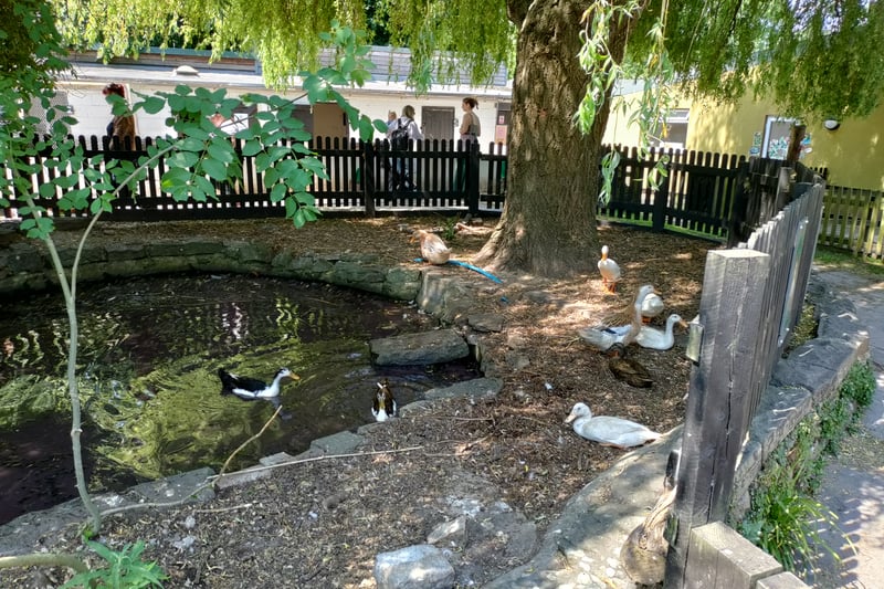 Visitors to the farm are first met by the sound of quacking as they walk around the duck pond