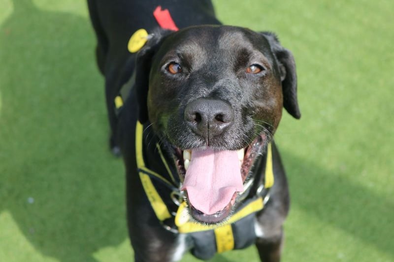 Charlie is a sweet but worried boy who is looking for an experienced and committed home. He might take his time to get to know you, but once he does, he’ll be your best pal!