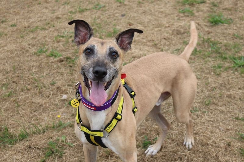 Sebastian is a handsome lurcher looking for a home who have experience owning a lurcher or rescue breed before.