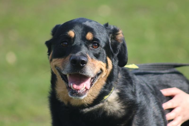 Beautiful girl Bella is a worried girl who can take her time to get to know you. She is looking for secure and quiet spaces in the house but will be your best friend once she gets to know you. 
