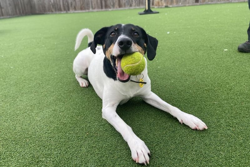 Sweet boy Jasper is a very intelligent boy who loves his toys and learning new tricks! Any new family must be willing to continue his training and working on this with help and support from our training team.
