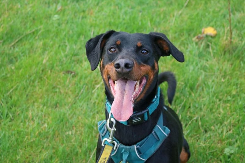 This four year old Dobermann cross who is looking for someone to be his best friend for life. Jupiter is really friendly with people that he knows and adores playing games, getting back scratches and snuggling in on the sofa.