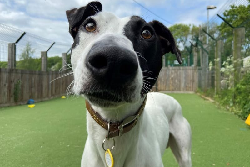 Moo is a lovely lurcher looking for a new home. He will need a family who is willing to help train him, but that shouldn’t be too hard as he’ll do anything for a tasty treat. 