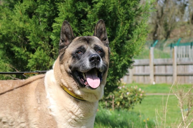 Titan is a total sweetheart who has unfortunately found himself in the care of Dogs Trust through no fault of his own. 