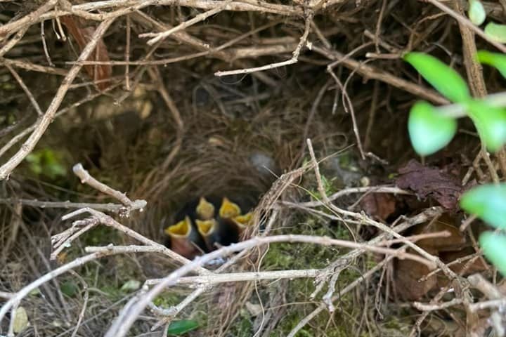 "Baby robins hatched 3-4 days ago.Th ey are in my courtyard