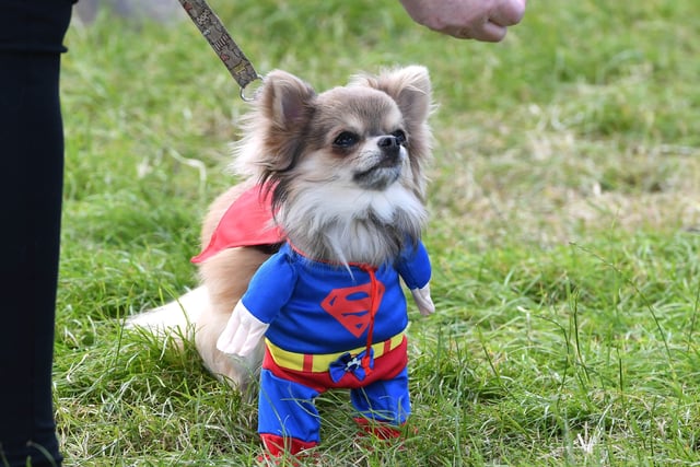 Duffy the Superhero Chihuahua at the 2017 Sunderland Armed Forces Day at Seaburn.