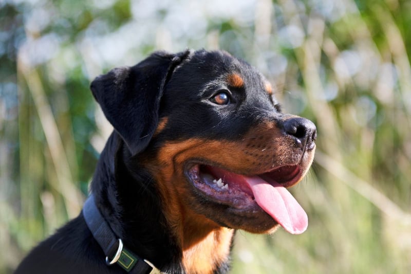 The Rottweiler has a fearsome reputation but, if properly trained, can make for a loving and loyal family pet. It's the breed that is feared by the most number of people.