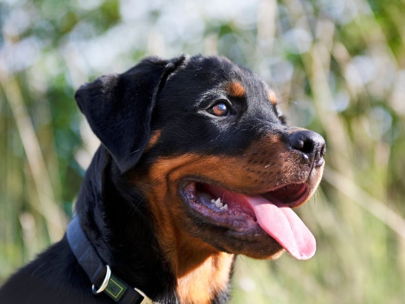 The Rottweiler has a fearsome reputation but, if properly trained, can make for a loving and loyal family pet. It's the breed that is feared by the most number of people.