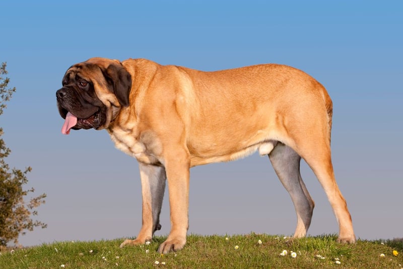 The huge Mastiff is another breed that has a reputation for aggression that is sometimes misplaced. These dogs are often gentle giants.