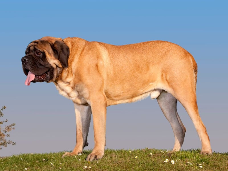 The huge Mastiff is another breed that has a reputation for aggression that is sometimes misplaced. These dogs are often gentle giants.
