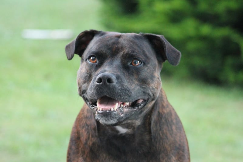 A fiercely loyal breed of dog that tend to be devoted to their human family, the sometimes negative public perception of the Staffordshire Bull Terrier is perhaps down to a combination of their muscular frame and protective nature.