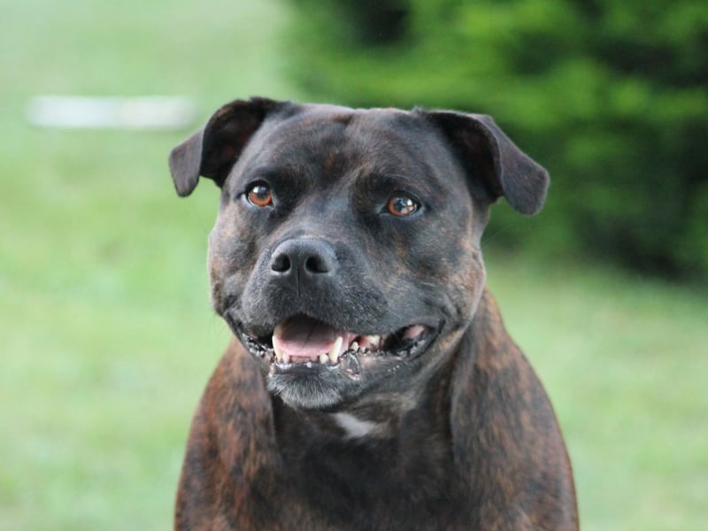 A fiercely loyal breed of dog that tend to be devoted to their human family, the sometimes negative public perception of the Staffordshire Bull Terrier is perhaps down to a combination of their muscular frame and protective nature.