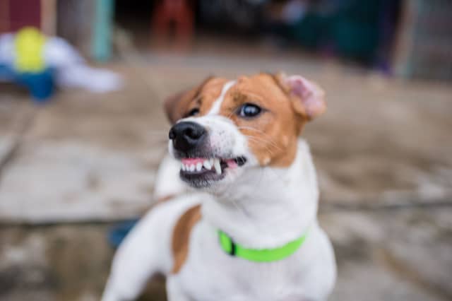 Some breeds of dog are more likley to be feared than others.