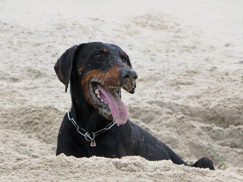 The Dobermann can be aggressive if challenged - an attribute that makes them a superb guard dog, but can make them a scary prospect for some.