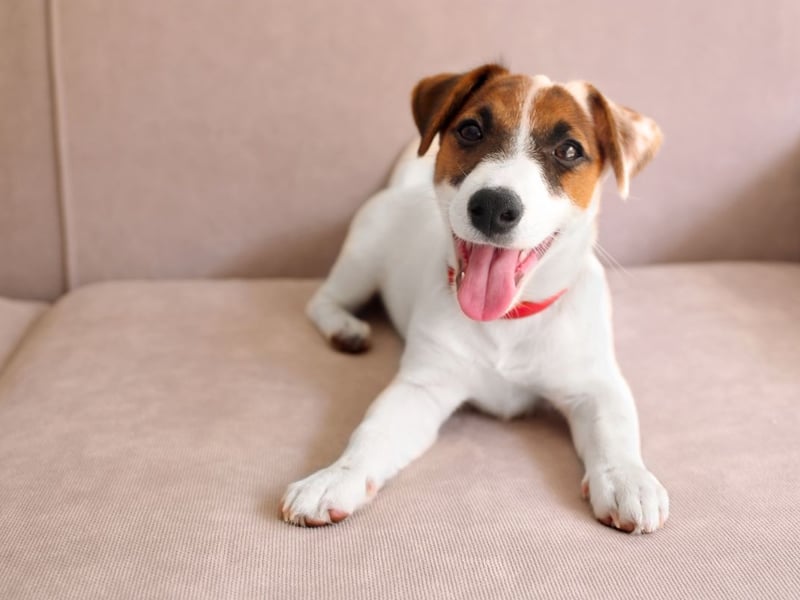 It's not just large dogs that can be scary to people - the Jack Russell can be quite vocal, and barking may be alarming for some.